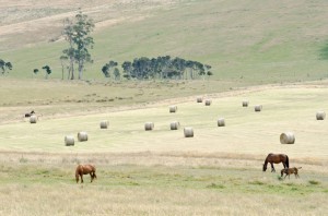 hay-field