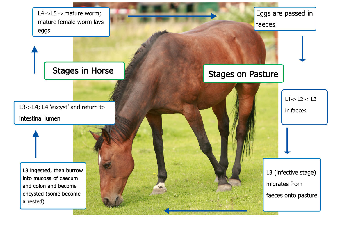 Horses: Small Strongyle Life Cycle | Faecal Egg Count Kit1200 x 773