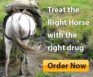 treat-right-horse