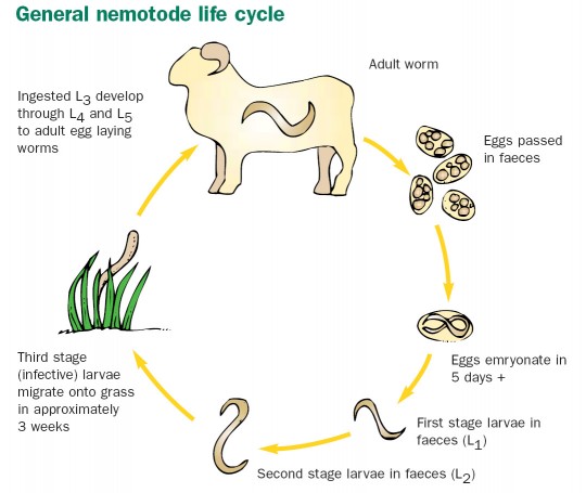 Roundworm Life Cycle In Horses